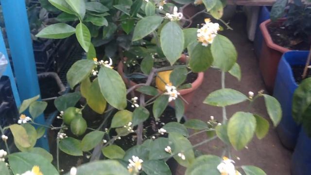 Цитрусовые зимой в отапливаемой теплице 2017г смотреть онлайн