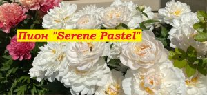 Пион Серин Пастель Peony Serene Pastel