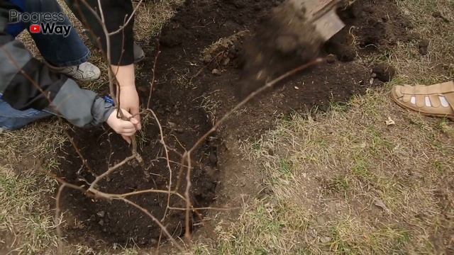 Как Посадить Смородину Правильно. 3 ГЛАВНЫХ ОШИБКИ САДОВОДА При Посадке Смородины! смотреть онлайн