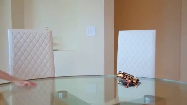Nastya and dad pretend to play with magic book - Magic toys for kids смотреть онлайн