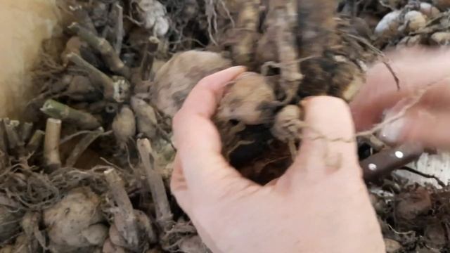 Как сохранить клубни георгин зимой. смотреть онлайн