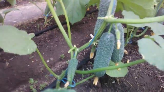 Огурец Арктика - месяц после высадки рассады в грунт. Момордика. смотреть онлайн