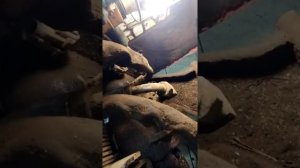 Как снять двигатель на  Bobcat часть 2