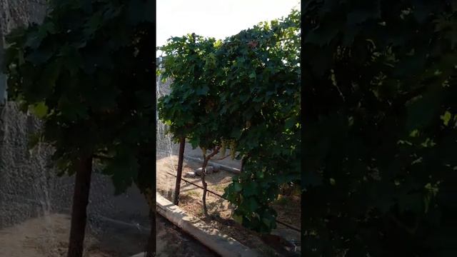 Хорошая защита винограда от птиц . Изобелла - прекрасный сорт . смотреть онлайн