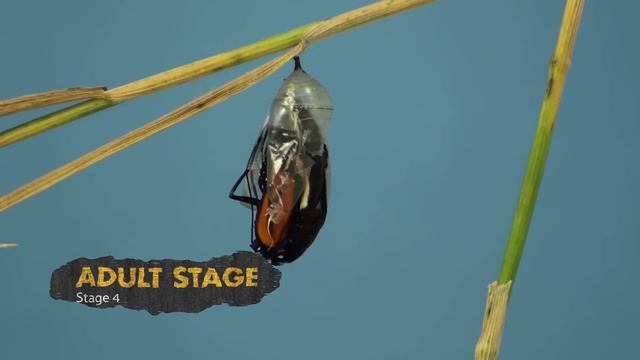 Life Cycle Of A Butterfly | Butterflies For Kids | Learn The 4 Stages Of The Butterfly Life Cycle