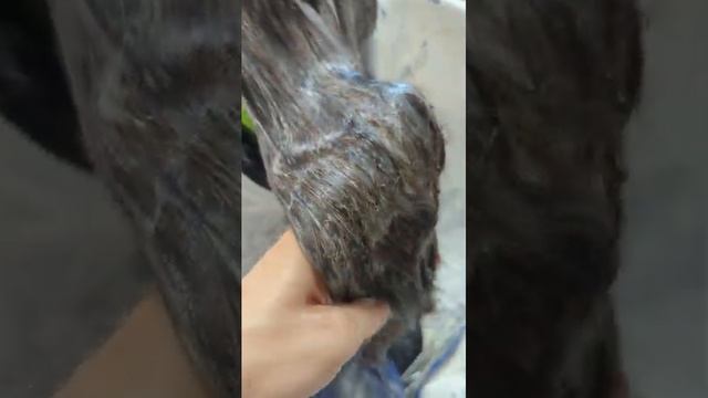 Затемнення блонду найкращим кислим фарбником українського бренду. Репігментація та тонування смотреть онлайн