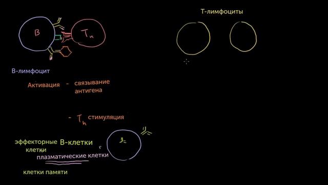 B-лимфоциты и T-лимфоциты популяций CD4+ и CD8+ смотреть онлайн