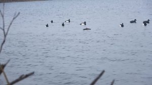 Охота на северную утку 2022