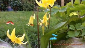 Кандык обыкновенный туолумнийский Пагода ? обзор: как сажать, луковицы кандыку туолумнийский Пагода