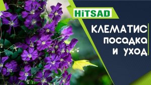 Клематис  Чем подкормить клематисы ✔️ Советы от Хитсад ТВ