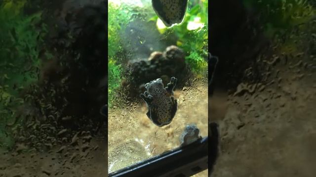 bird poop frog calling смотреть онлайн