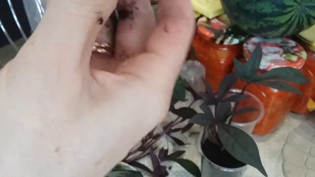 Размножение и укоренение Ипомеи батат смотреть онлайн