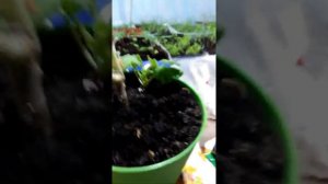 Посадка черенков герани с корневином