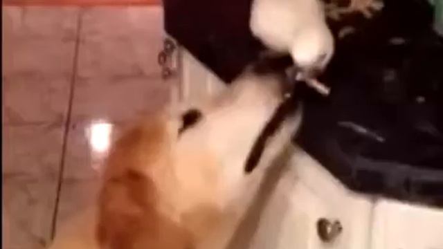 Первое видео