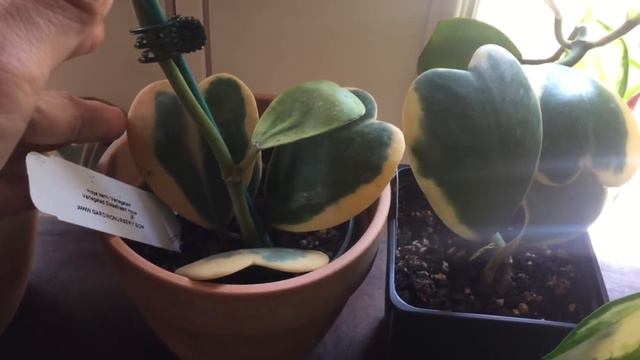 Beautiful Variegated Hoyas смотреть онлайн