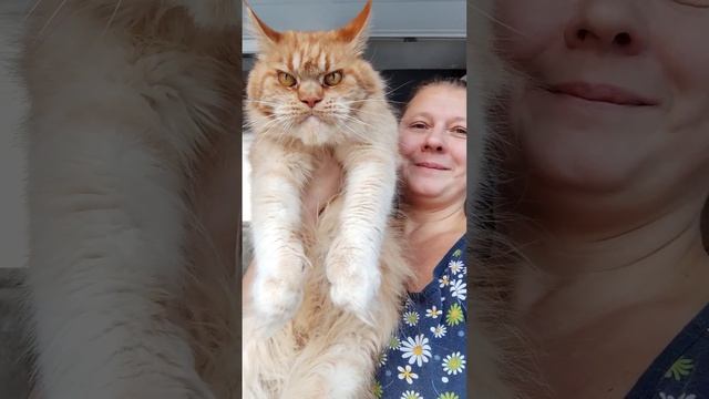 Мейн кун. Наша милашка, кошечка Тиффани. Жена кота Джокера. смотреть онлайн