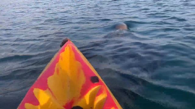 Curious Shark Swims Under Kayakers смотреть онлайн
