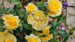 Роза Инка в Подмосковье