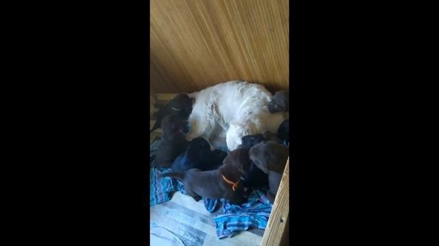 Лабрадор ретривер щенки