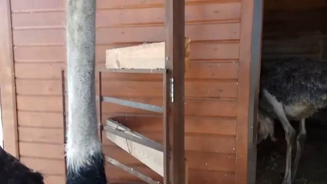 Африканские страусы. Загоняем в помещение смотреть онлайн