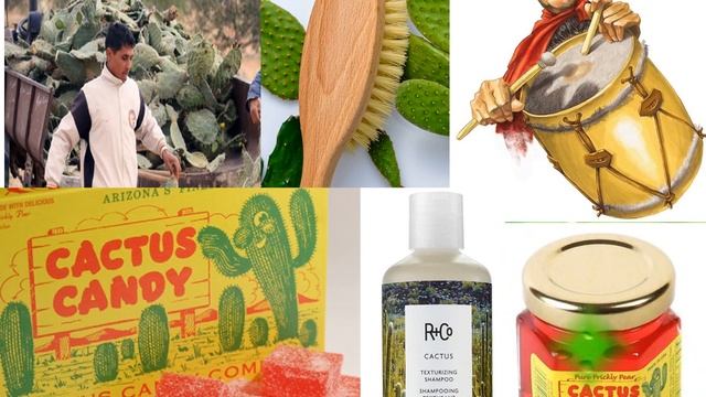 Комнатные растения. Окружающий мир 2 класс смотреть онлайн