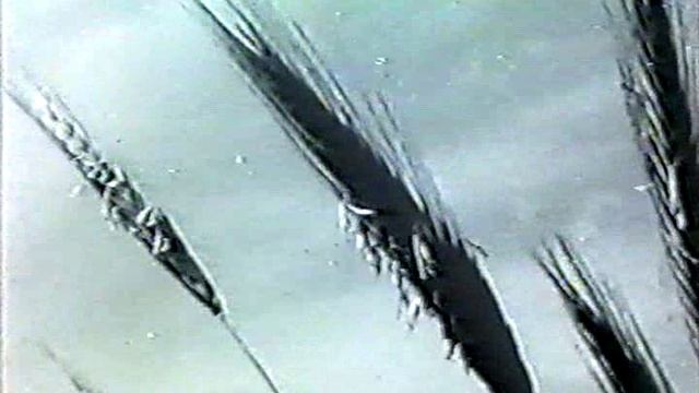 Биология. Строение и жизнедеятельность растений. Перекрестное опыление растений ветром