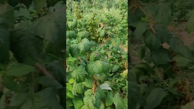 Малина Полька высший сорт смотреть онлайн