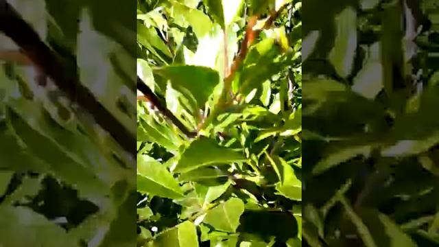 Божья коровка громко кушает яйца тлей смотреть онлайн