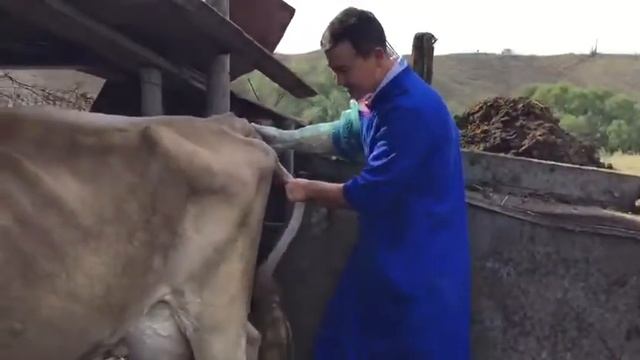 осеменение коров парода швица. г Алматы смотреть онлайн