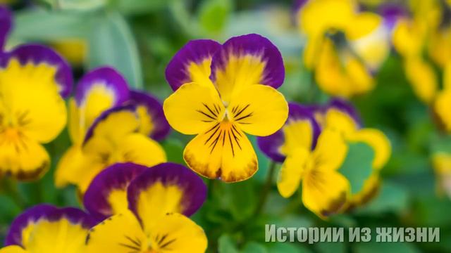 Родители жениха хотели откупиться от будущей невестки, чтобы та оставила их сына. И тогда... смотреть онлайн