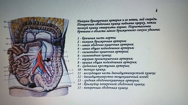 Нижняя брыжеечная артерия смотреть онлайн
