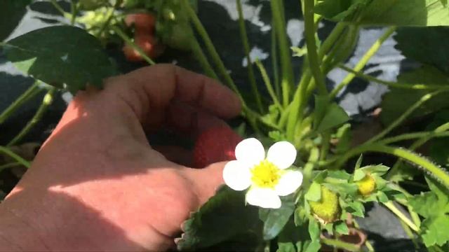 Капельный полив для клубники. ч2 смотреть онлайн