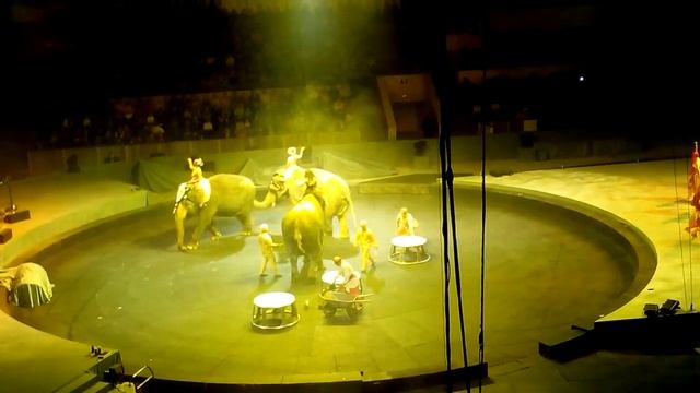 ВОТ ПОЧЕМУ В ЦИРКЕ НЕ ВСЕГДА СМЕШНО - Слон Покакал VivaVideo