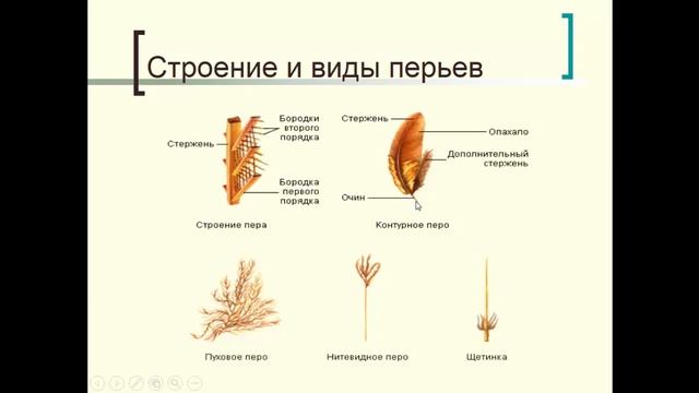 Биология. Раздел Зоология. Класс Птицы. Внешнее строение. Скелет. Людмила Ивановна. Profi-Teacher.r смотреть онлайн