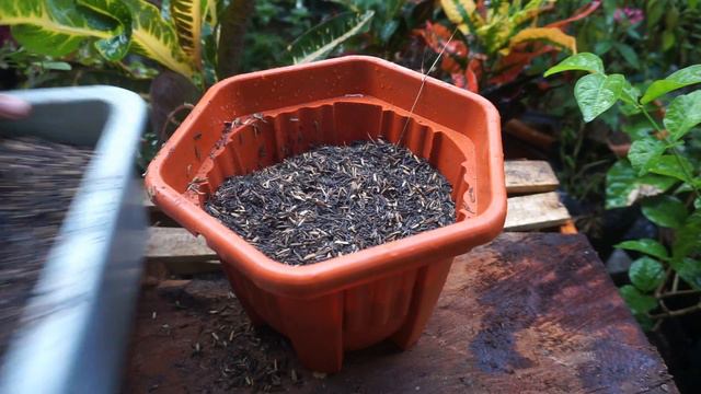 Media tanaman Tradescantia смотреть онлайн