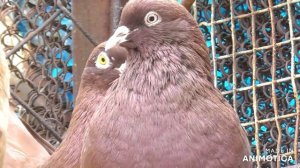 Жёлтомурые , красные, желтые николаевские голуби Горбунова Владимира!