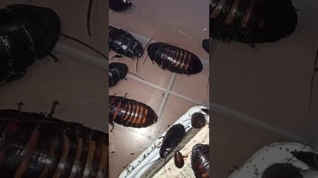 Немного жизни простых граждан мадагаскарского королевства!? смотреть онлайн
