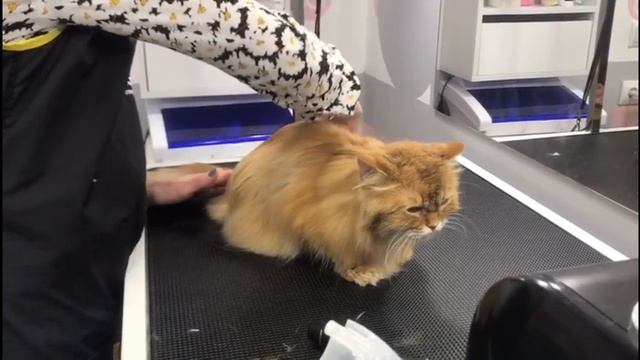 Вычесываем кота дома: основные правила и инструменты смотреть онлайн