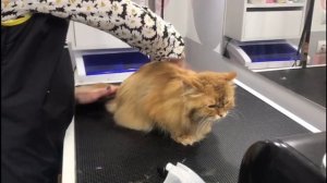 Вычесываем кота дома: основные правила и инструменты