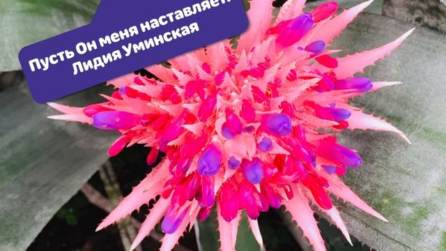 Пусть Он меня наставляет. Христианский стих. Читает Лидия Уминская смотреть онлайн