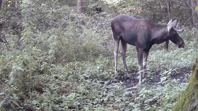 Дикие животные. Лось, косули, куница смотреть онлайн