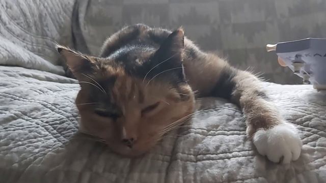 Carnivore Cat: Interview with a Kitten смотреть онлайн