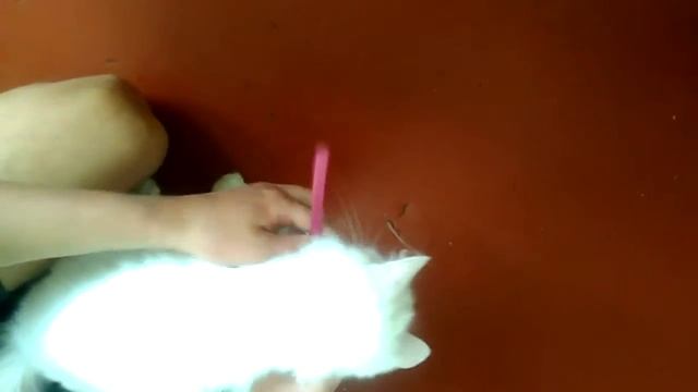 Зачем кошке ошейник? смотреть онлайн