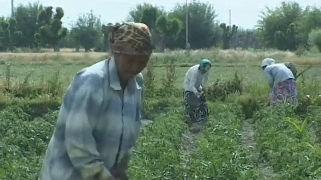 КМУ - Чахоннамо, вилояти Сугд смотреть онлайн