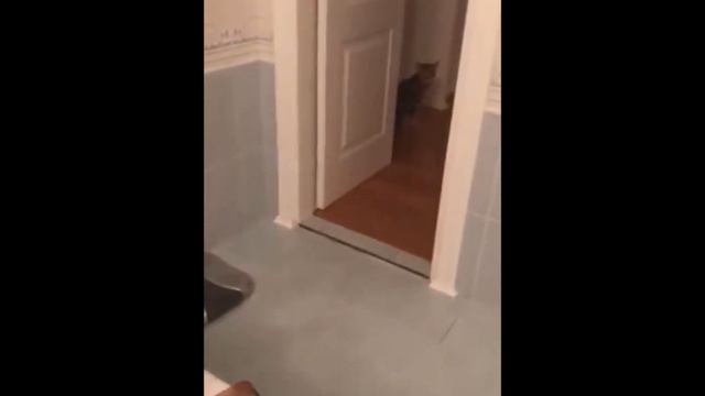 Жоркины коты смотреть онлайн