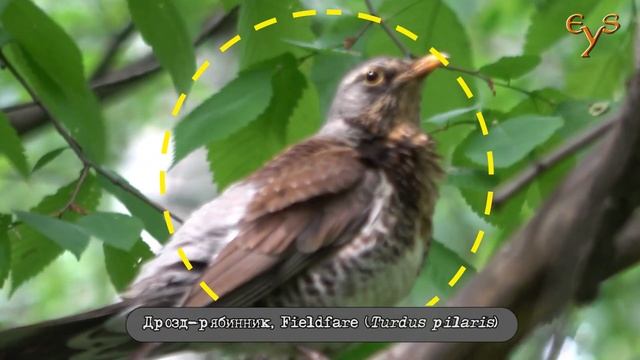 Дрозд защищает гнездо от нападения белки / Fieldfare defends his nest from squirrel. смотреть онлайн