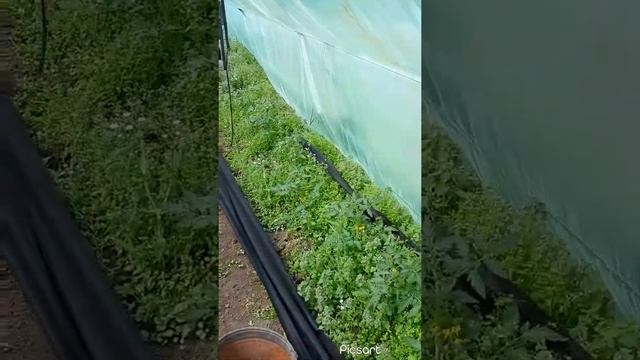 НАКРЫВАЕМ РЯДЫ ТОМАТА СПАНБОНДОМ ОТ СОРНЯКОВ #СПАНБОНД смотреть онлайн