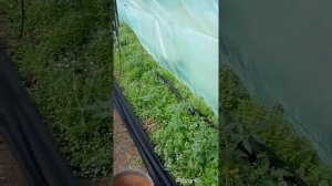 НАКРЫВАЕМ РЯДЫ ТОМАТА СПАНБОНДОМ ОТ СОРНЯКОВ #СПАНБОНД