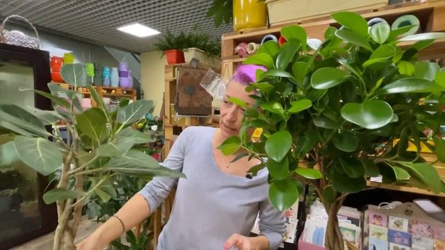 Фикус Моклейм и Эудрей на штамбе | Самые прекрасные фикусы для интерьера смотреть онлайн