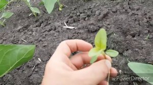 Опрыскивание подсолнечника Гранстар. 3.06.2018